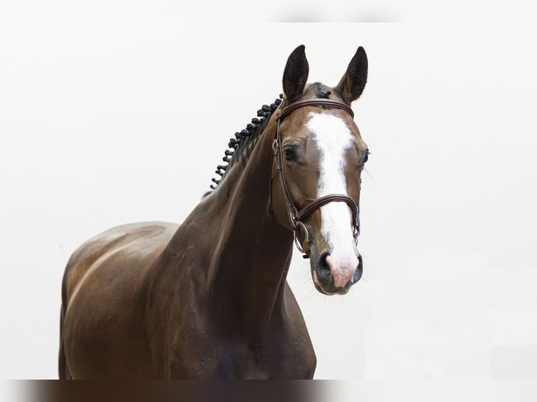Selle Francais Stute 5 Jahre 164 cm Brauner in Waddinxveen
