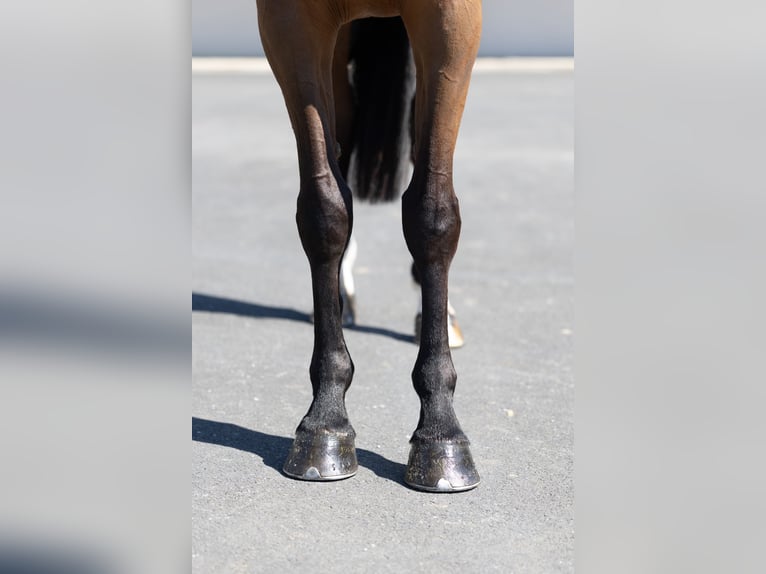 Selle Francais Stute 5 Jahre 164 cm Rotbrauner in Saint-Pierre-de-Coutances