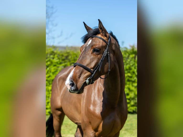 Selle Francais Stute 5 Jahre 164 cm Rotbrauner in Saint-Pierre-de-Coutances