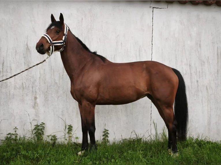 Selle Francais Stute 5 Jahre 165 cm Brauner in Cruzilles-lès-Mépillat