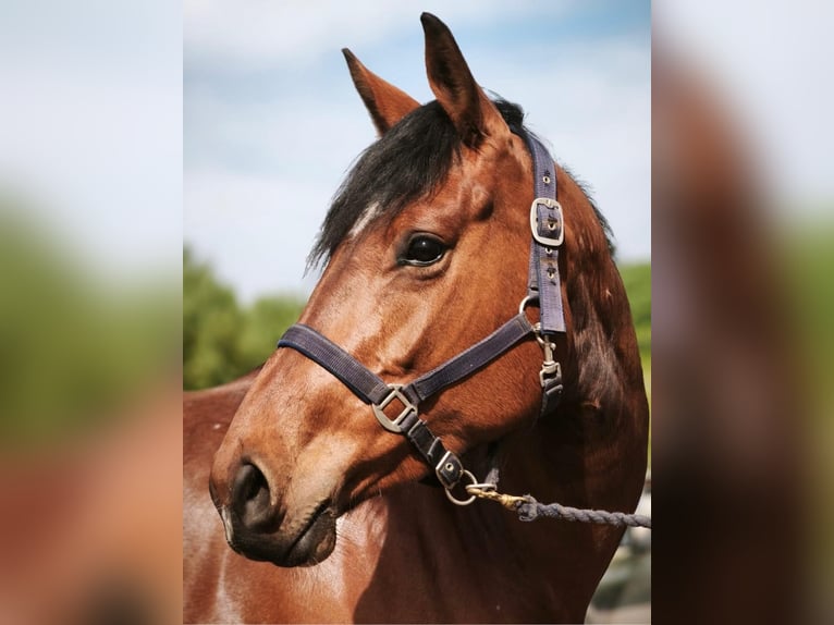Selle Francais Stute 5 Jahre 165 cm Brauner in Cruzilles-lès-Mépillat