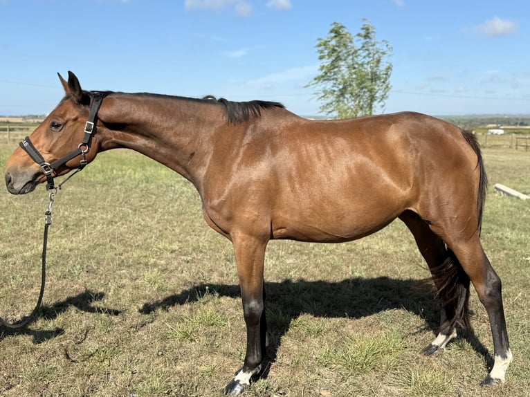Selle Francais Stute 5 Jahre 166 cm Brauner in GROTE-BROGEL