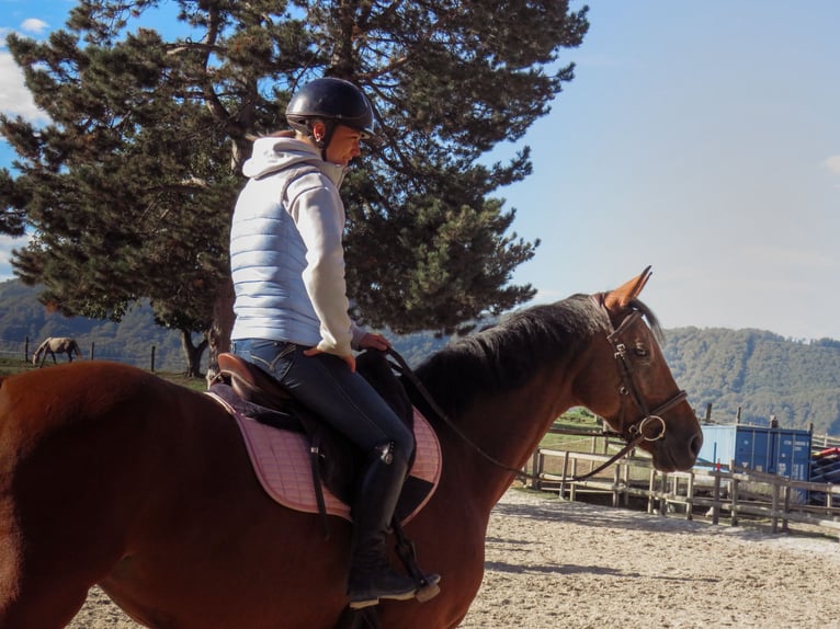 Selle Francais Stute 5 Jahre 167 cm Brauner in Soleymieu