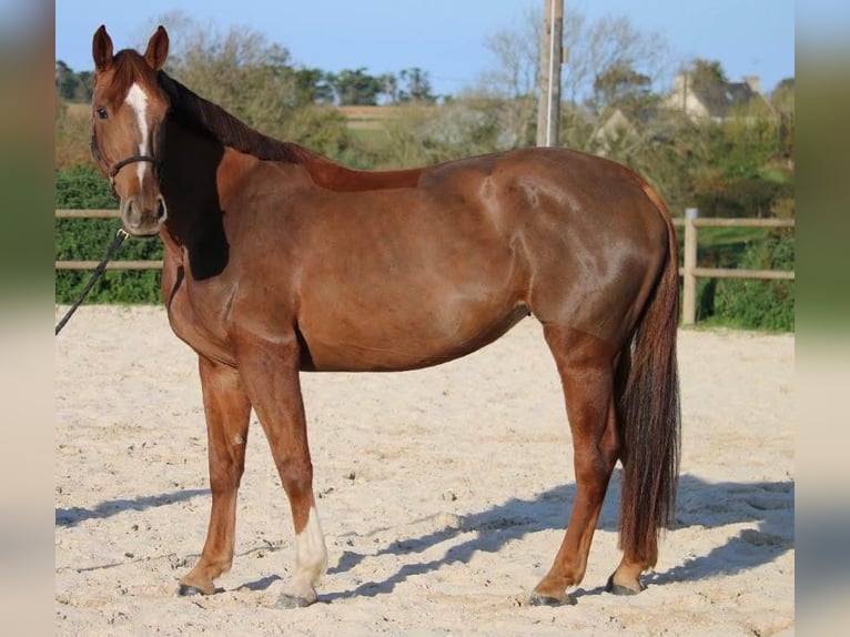 Selle Francais Stute 5 Jahre 167 cm Brauner in Préchac