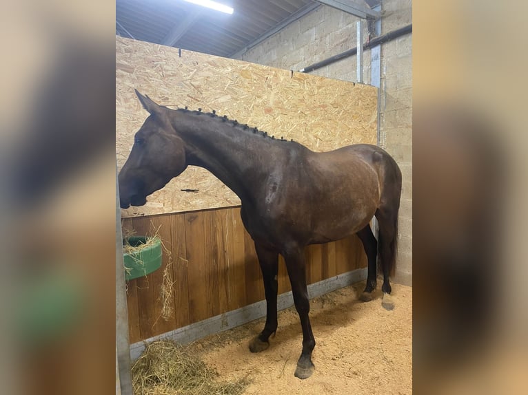 Selle Francais Stute 5 Jahre 167 cm Schwarzbrauner in Préchac
