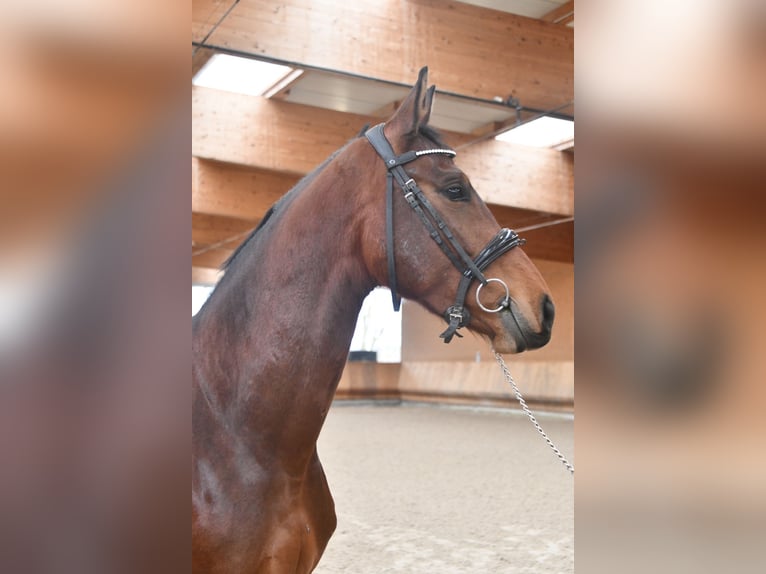 Selle Francais Stute 5 Jahre 168 cm Brauner in Steinbrunn le bas