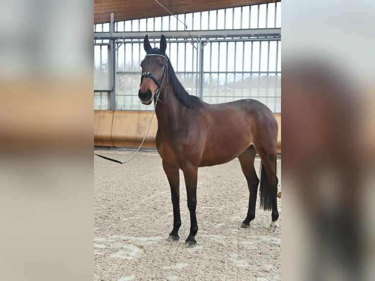 Selle Francais Stute 5 Jahre 168 cm Brauner in Steinbrunn le bas