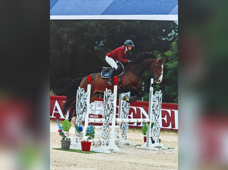 Selle Francais Stute 5 Jahre 168 cm Dunkelbrauner in RODELLE