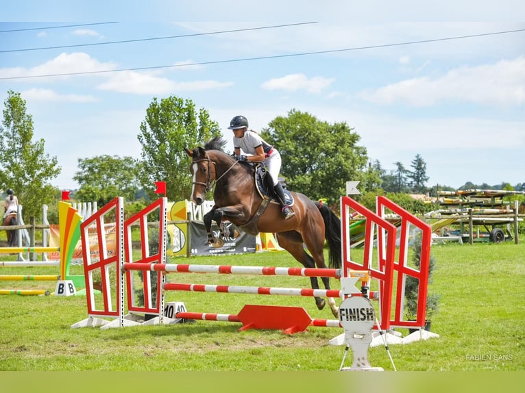 Selle Francais Stute 5 Jahre 168 cm Dunkelbrauner in RODELLE