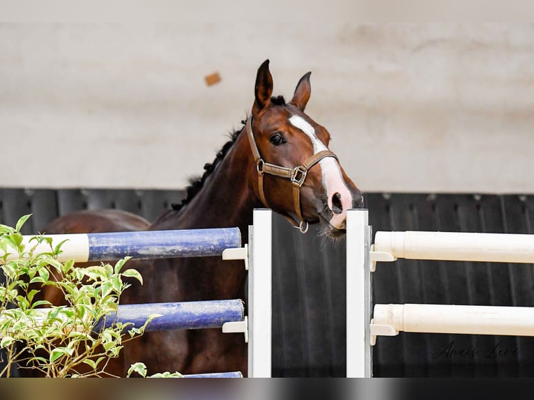 Selle Francais Stute 5 Jahre 168 cm Dunkelbrauner in RODELLE