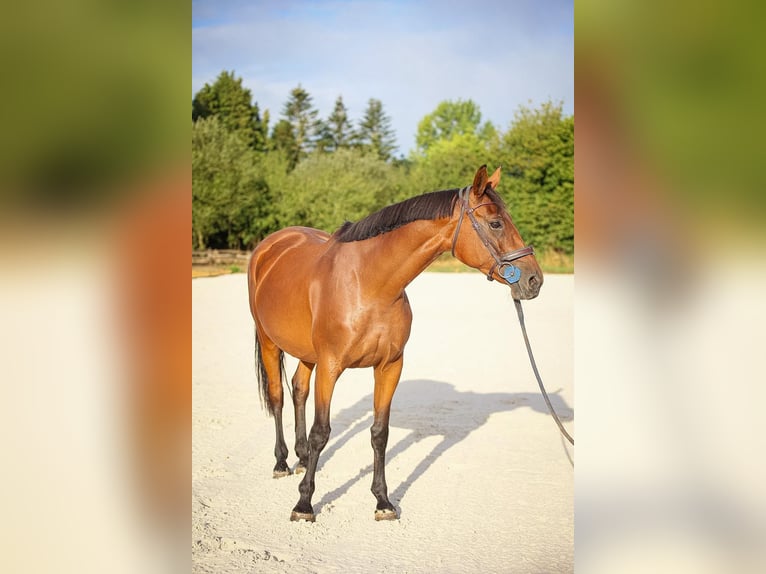 Selle Francais Stute 5 Jahre 170 cm Brauner in Kaulille