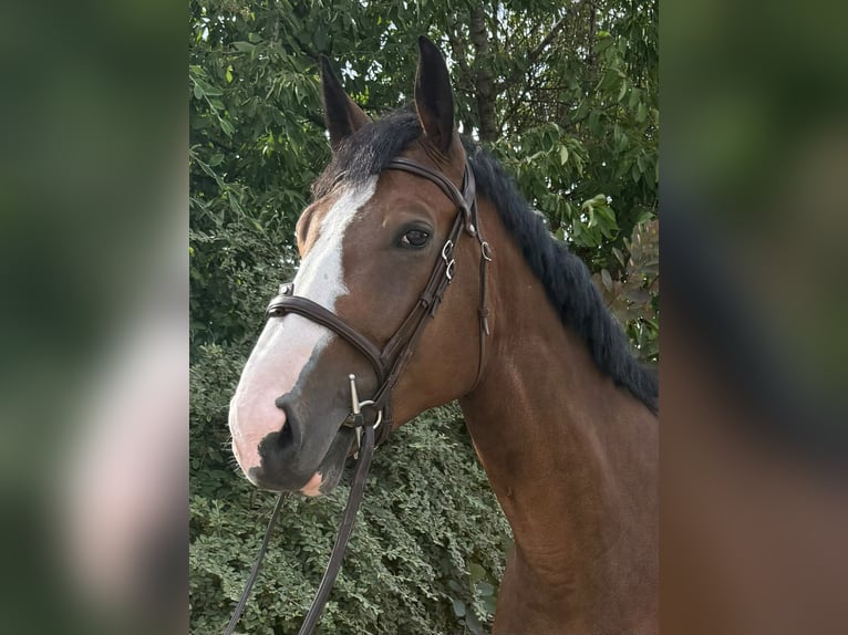 Selle Francais Stute 5 Jahre 172 cm Dunkelbrauner in La forêt sainte croix