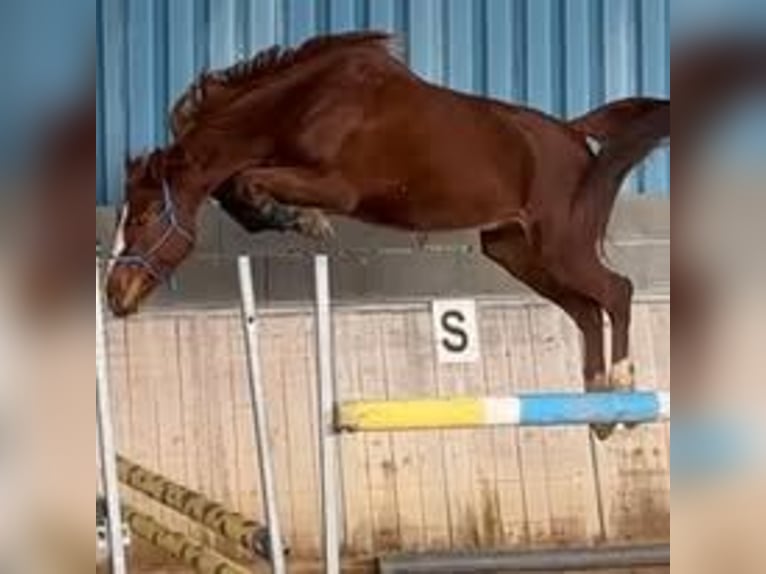Selle Francais Stute 6 Jahre 160 cm Fuchs in Les Chères