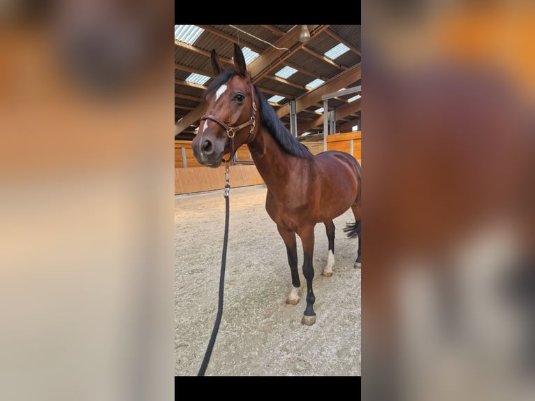 Selle Francais Stute 6 Jahre 163 cm Brauner in Strasbourg