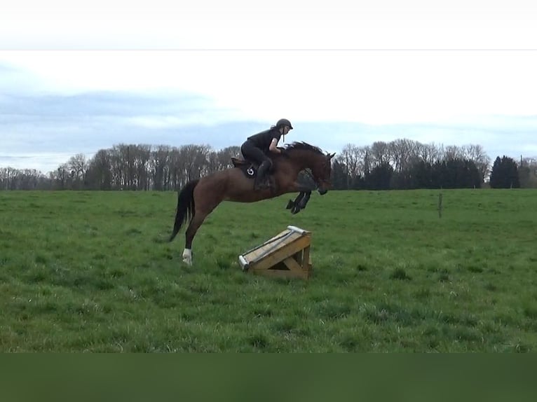 Selle Francais Stute 6 Jahre 164 cm Brauner in Rambervillers