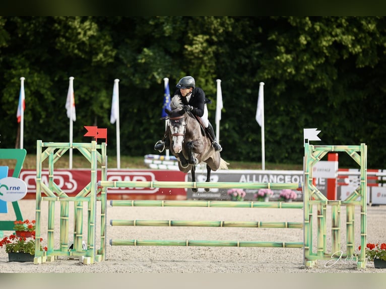 Selle Francais Stute 6 Jahre 165 cm Apfelschimmel in Givry