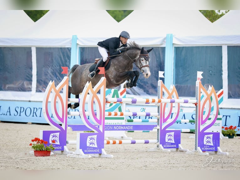 Selle Francais Stute 6 Jahre 165 cm Apfelschimmel in Givry