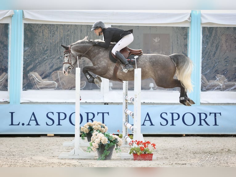 Selle Francais Stute 6 Jahre 165 cm Apfelschimmel in Givry