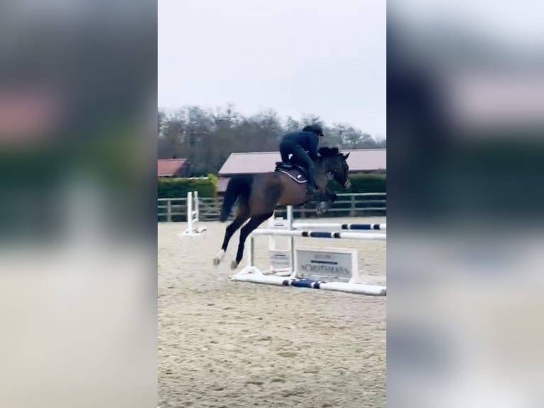 Selle Francais Stute 6 Jahre 165 cm Brauner in Echichens