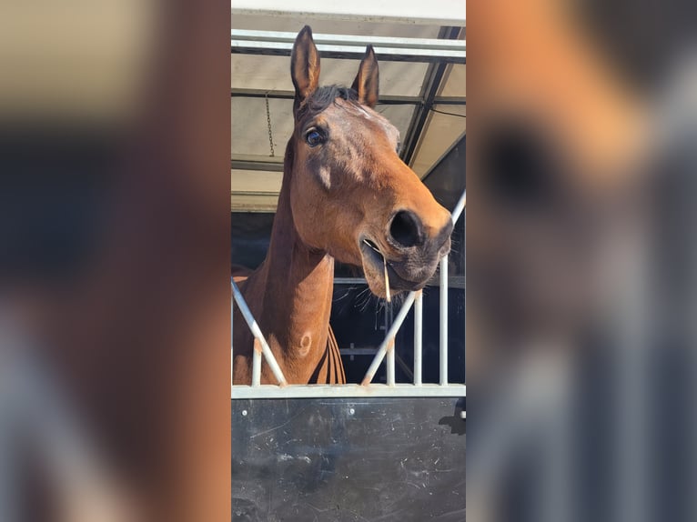 Selle Francais Stute 6 Jahre 165 cm Brauner in Rezé