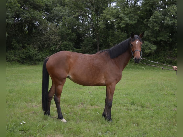 Selle Francais Stute 6 Jahre 165 cm Brauner in Saint-Herblain