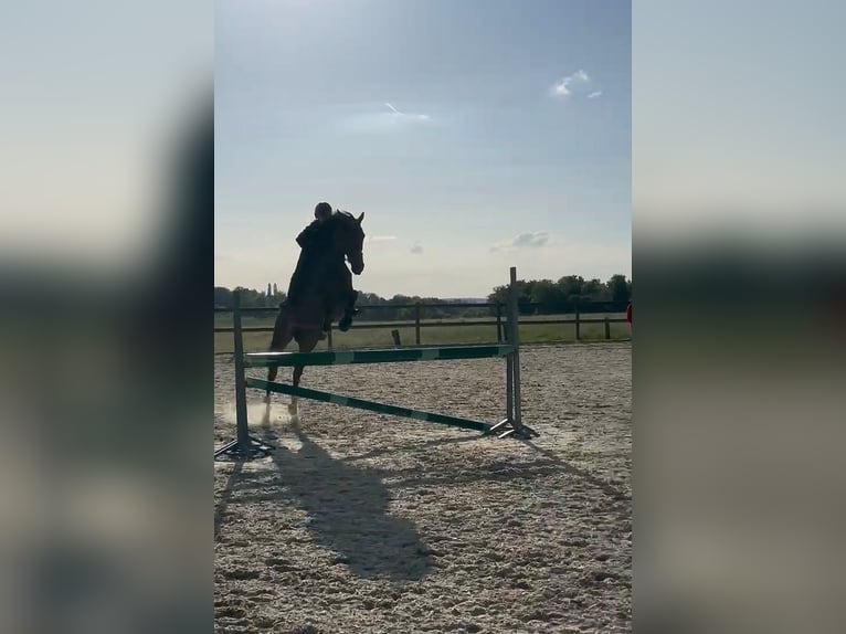 Selle Francais Stute 6 Jahre 165 cm Brauner in Rambervillers
