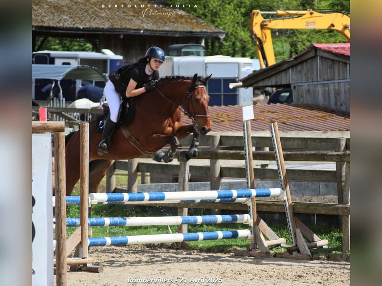 Selle Francais Stute 6 Jahre 165 cm Brauner in Rambervillers