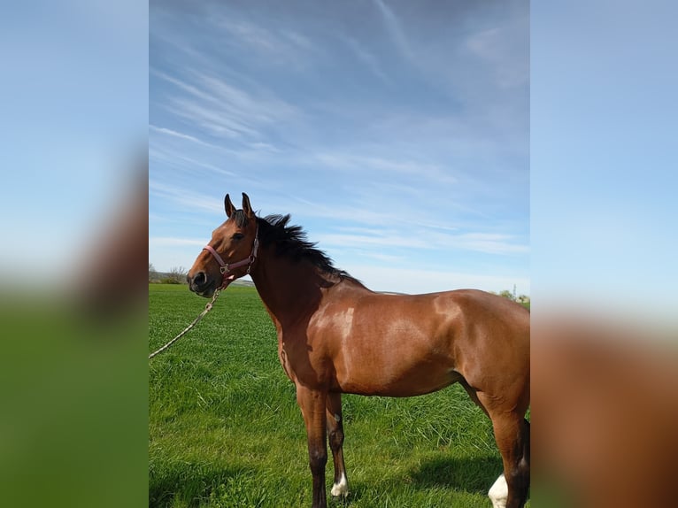 Selle Francais Stute 6 Jahre 165 cm Brauner in Rambervillers