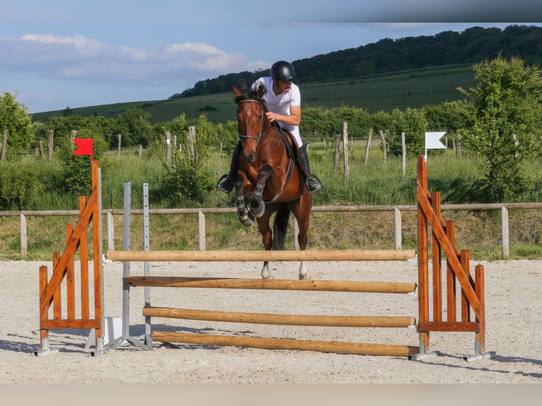 Selle Francais Stute 6 Jahre 165 cm Brauner in Rambervillers