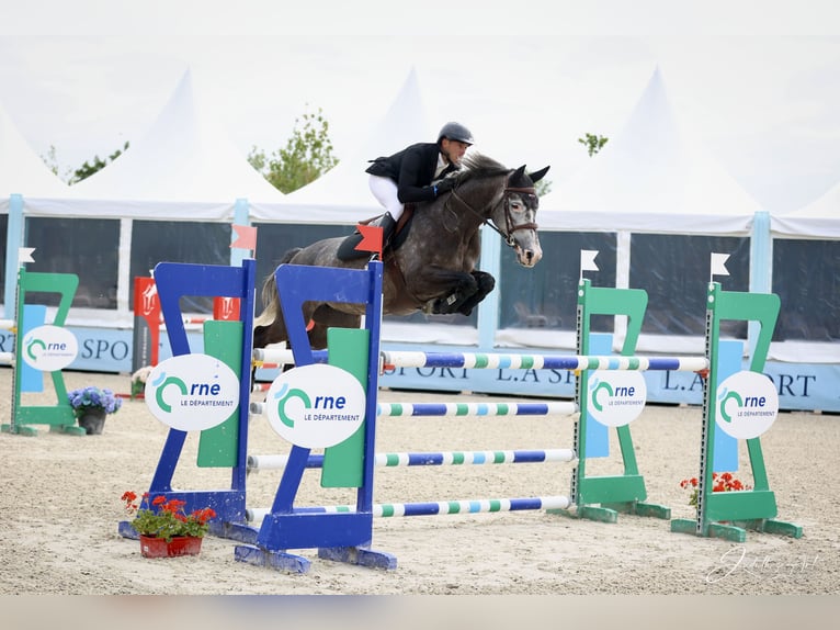 Selle Francais Stute 6 Jahre 165 cm Schimmel in chalon sur saone