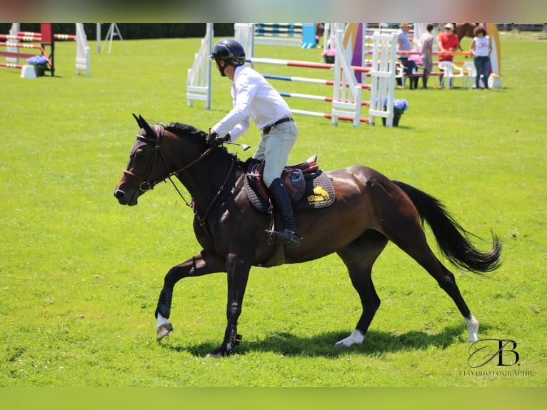 Selle Francais Stute 6 Jahre 165 cm Schwarzbrauner in Omonville-la-Rogue