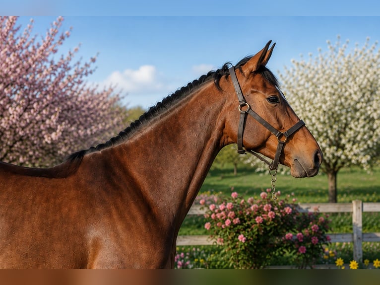 Selle Francais Stute 6 Jahre 167 cm Brauner in Saône et Loire