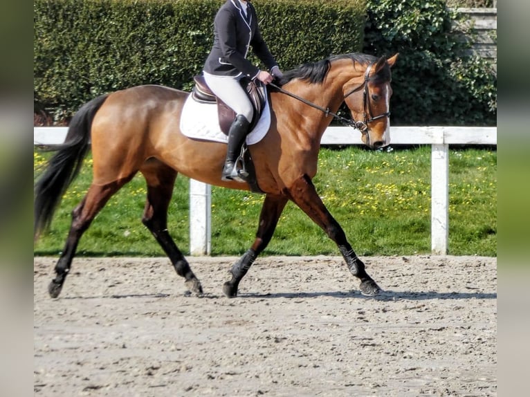 Selle Francais Stute 6 Jahre 167 cm Rotbrauner in Plancoët