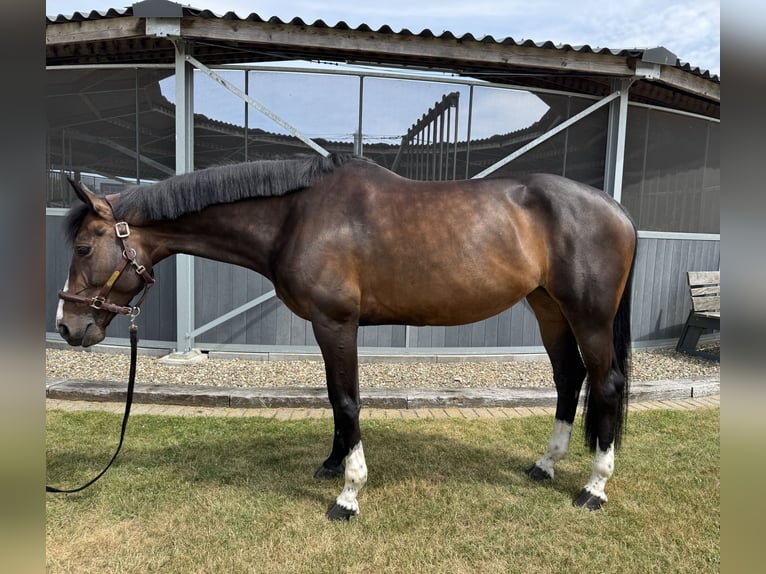 Selle Francais Stute 6 Jahre 168 cm Dunkelbrauner in Zutendaal