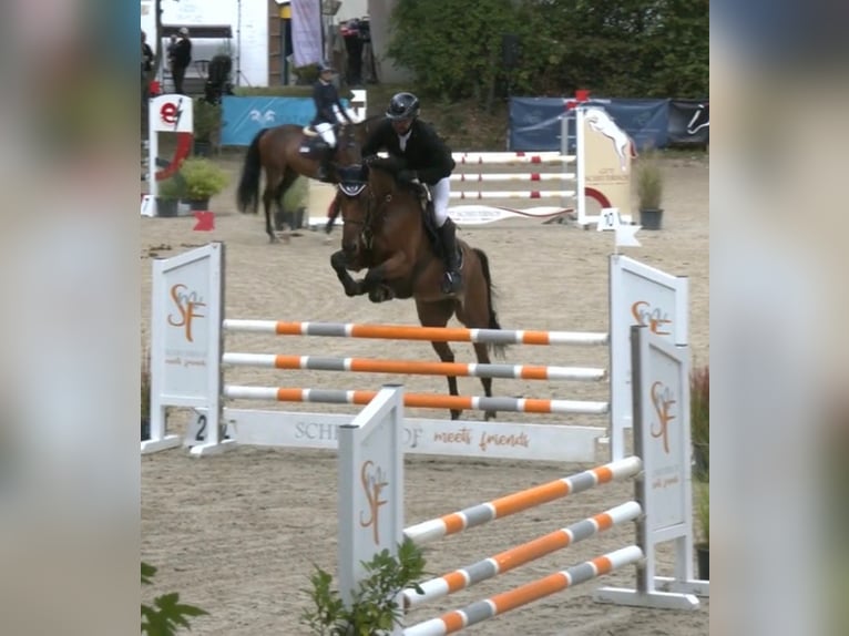 Selle Francais Stute 6 Jahre 170 cm Brauner in Overath