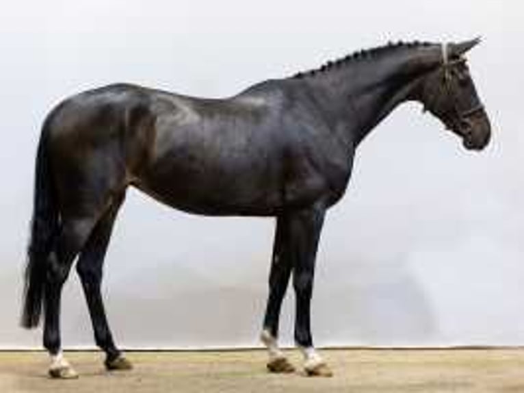 Selle Francais Stute 6 Jahre 170 cm Brauner in Waddinxveen