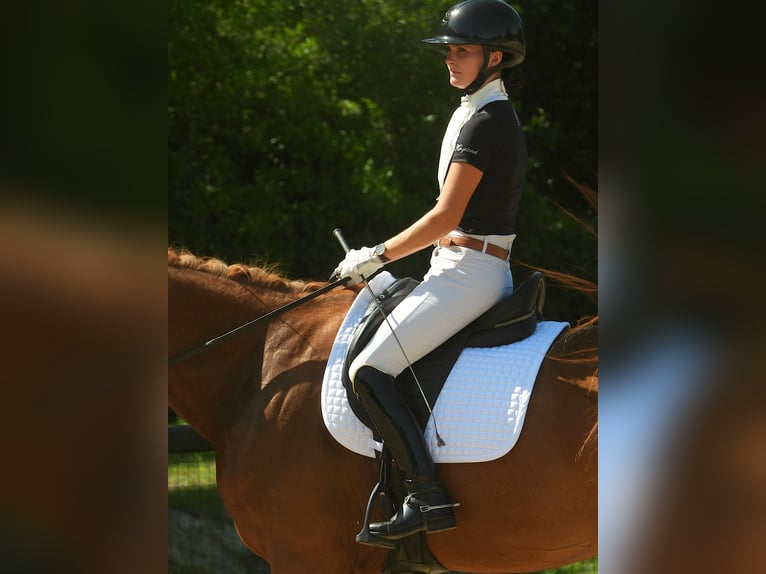 Selle Francais Stute 6 Jahre 170 cm Fuchs in Soual