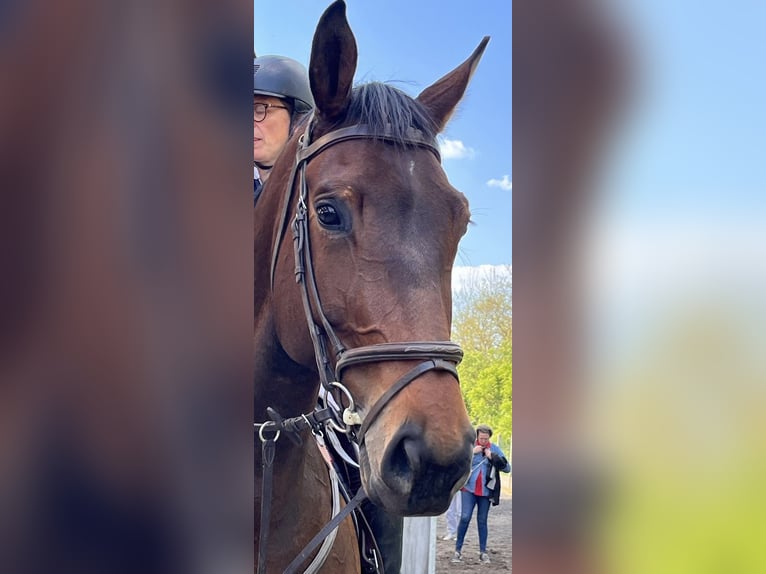 Selle Francais Stute 6 Jahre 178 cm Dunkelbrauner in Chereng