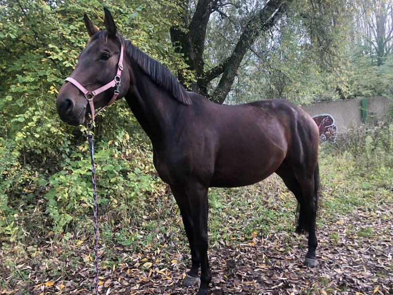 Selle Francais Stute 6 Jahre 178 cm Dunkelbrauner in Chereng