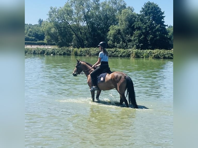 Selle Francais Stute 7 Jahre 140 cm Brauner in Genech
