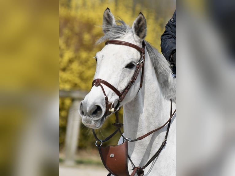 Selle Francais Stute 7 Jahre 158 cm Schimmel in Nouan-le-Fuzelier