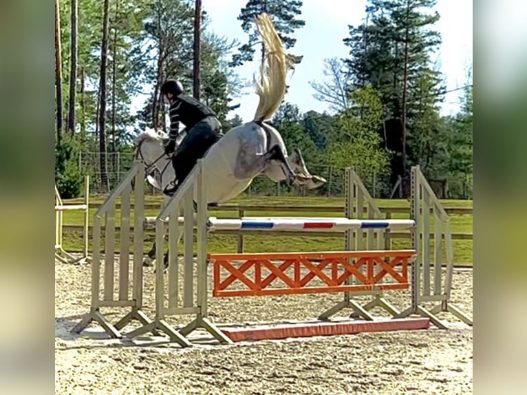 Selle Francais Stute 7 Jahre 158 cm Schimmel in Nouan-le-Fuzelier