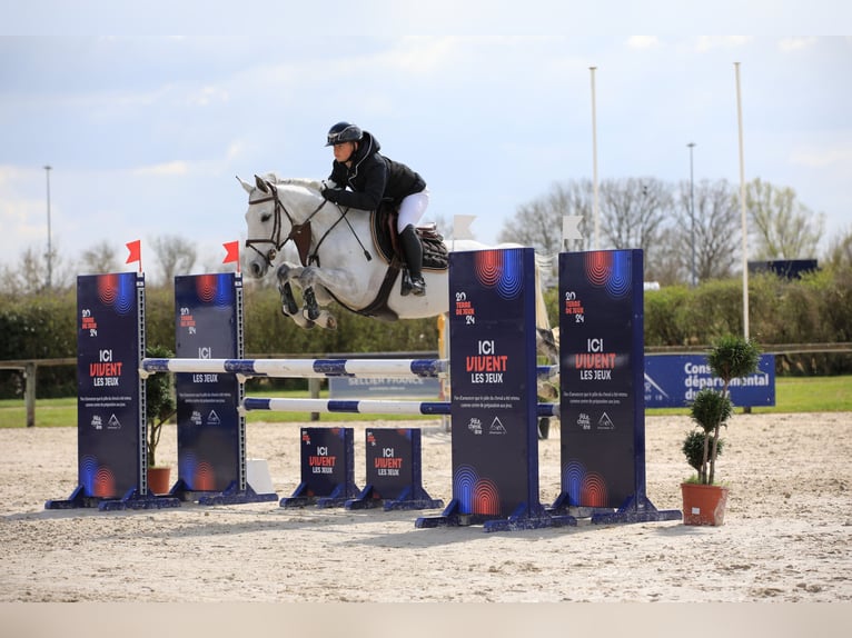 Selle Francais Stute 7 Jahre 158 cm Schimmel in Nouan-le-Fuzelier