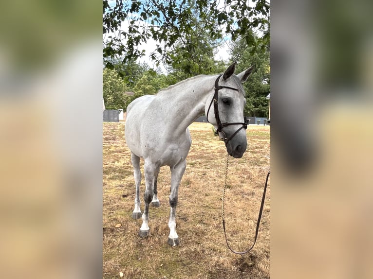 Selle Francais Stute 7 Jahre 158 cm Schimmel in Nouan-le-Fuzelier