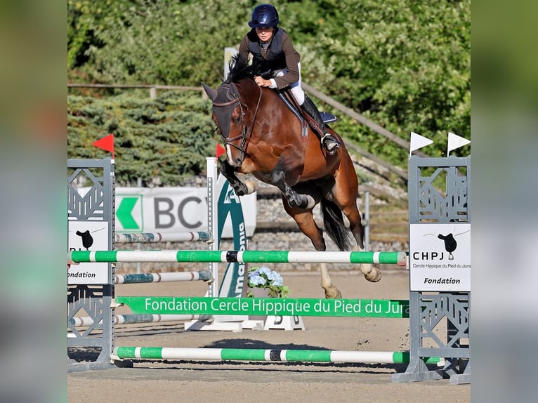 Selle Francais Stute 7 Jahre 164 cm Rotbrauner in Apples