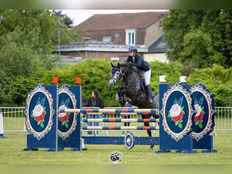 Selle Francais Stute 7 Jahre 164 cm Schimmel in Aulnoye-Aymeriesies