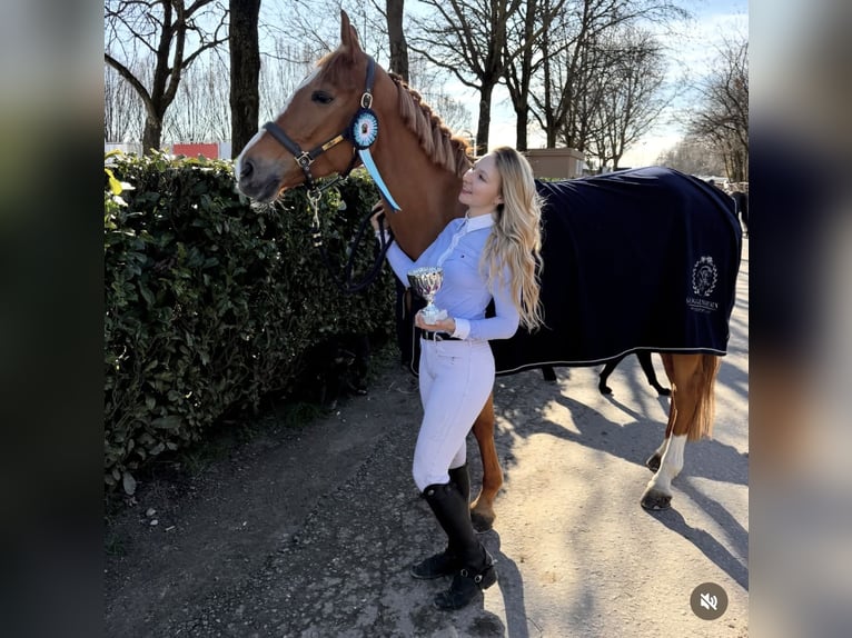 Selle Francais Stute 7 Jahre 164 cm  in Wiesendangen