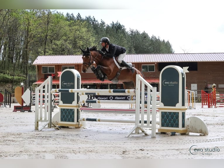 Selle Francais Stute 7 Jahre 165 cm Brauner in Neuville-les-Dames