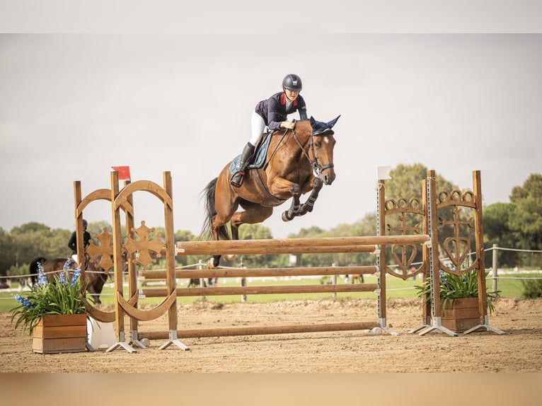 Selle Francais Stute 7 Jahre 165 cm Brauner in Neuville-les-Dames