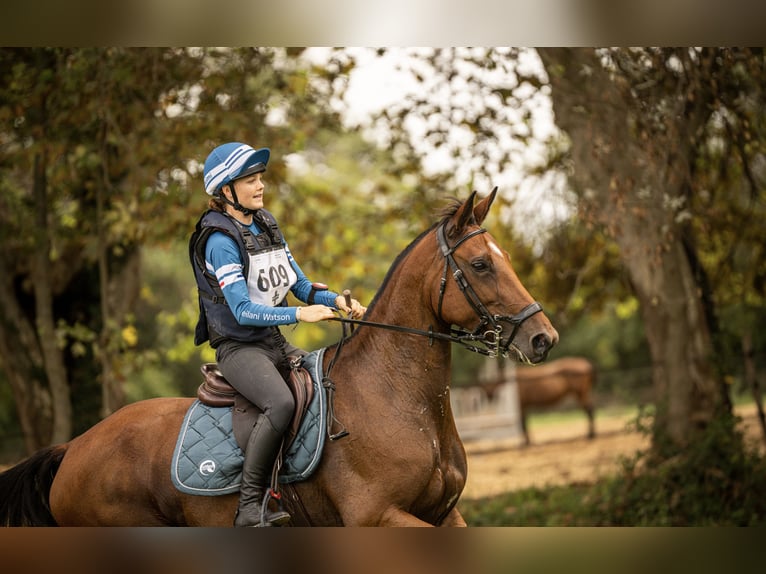 Selle Francais Stute 7 Jahre 165 cm Brauner in Neuville-les-Dames